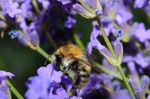 humla på blommor foto