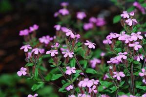 små rosa blommor foto