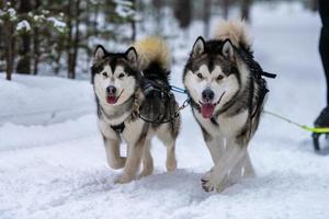 slädhundkapplöpning. husky slädhundar team i sele köra och dra hundförare. Vintersportmästerskapstävling. foto