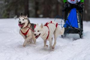 slädhundkapplöpning. husky slädhundar team i sele köra och dra hundförare. Vintersportmästerskapstävling. foto