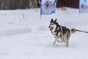 slädhundkapplöpning. husky slädhundar team i sele köra och dra hundförare. Vintersportmästerskapstävling. foto