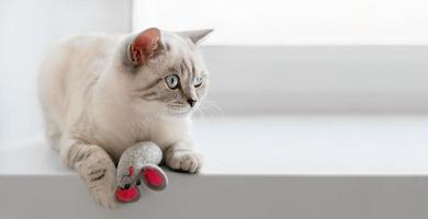 skotsk katt med leksaksmus ligger på fönsterbrädan foto