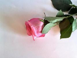rosa ros närbild - blommor, presenter foto