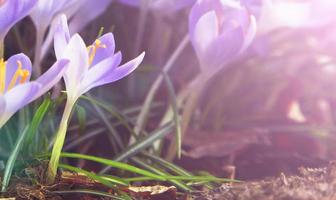 blommande lila krokusblommor i ett mjukt fokus på en solig vårdag foto