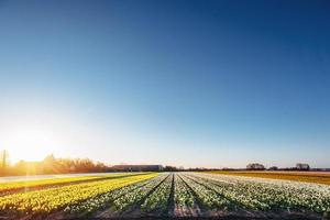 tulpanfält i Nederländerna. holland foto