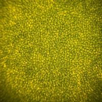 bladceller under mikroskop. mikrofotografi, löv i mikroskop, organproducerande syre och koldioxid, fotosyntesprocessen foto