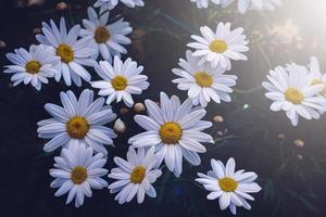 romantisk vit tusensköna blomma på våren foto