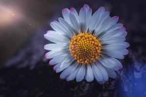 romantisk vit tusensköna blomma på våren foto