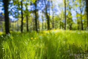 färskt grönt gräs bakgrund i solig sommardag. grönt gräs äng i en skog vid solnedgången. suddig bokeh sommar natur bakgrund. foto