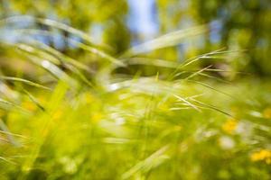 färskt grönt gräs bakgrund i solig sommardag. grönt gräs äng i en skog vid solnedgången. suddig bokeh sommar natur bakgrund. foto