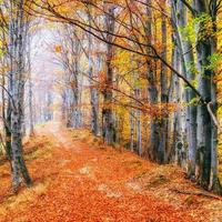 vacker utsikt över skogen på en solig dag. höstlandskap. karpaterna. ukraina foto