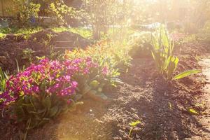 primula primula som blommar på rabatten. inspirerande naturlig blommig vår- eller sommarträdgård eller park under mjukt solljus och suddig bokehbakgrund. ekologi natur vårlandskap. foto