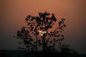 landskap med siluett av träd vid solnedgången. motljus landskap, foto