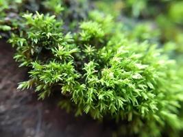 diverse växt av vild natur foto