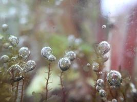 diverse växt av vild natur foto