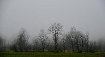 dimma i skogen foto