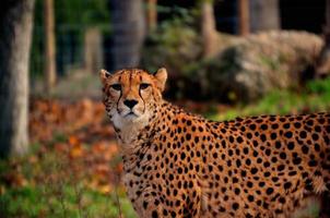 leopard tittar på kameran foto