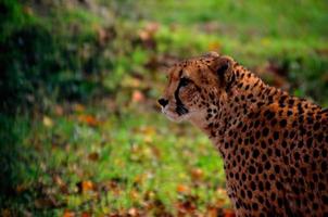 leopard med grön bakgrund foto