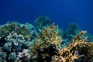 vacker korall i blått vatten foto