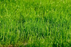 färskt grönt gräs foto