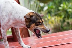 arg hund med blottade tänder foto