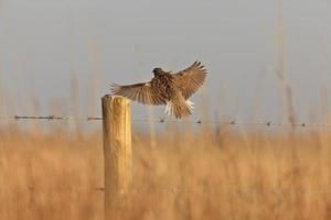 Meadowlark i flyg Saskatchewan Kanada foto