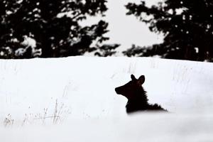 älg på vintern foto