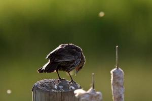 ung gulhuvad svartfågel på stolpen foto