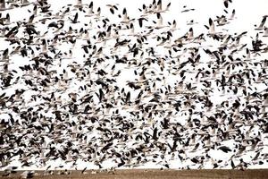 enorm flock snögäss över fältet foto