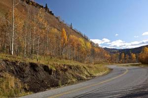 asp träd på hösten längs alaska highway i brittisk columbia foto