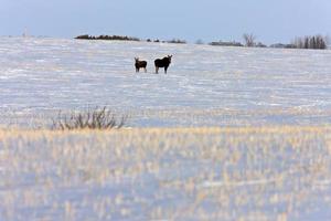 prairie älg i vinter saskatchewan kanada foto