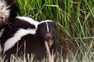 ung randig skunk i vägkanten dike foto