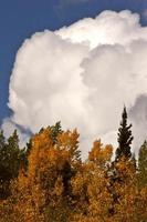 cumulonimbus moln över brittisk columbia skog foto