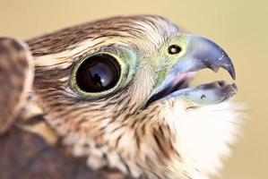 närbild av ung merlin i natursköna saskatchewan foto