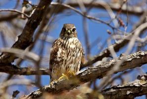 Gyrfalcon uppflugen i träd foto