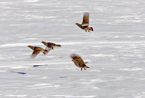 grå rapphöna i vinter saskatchewan foto