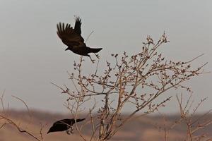 kråkor i flyg saskatchewan Kanada foto