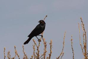 brunhövdad cowbird uppflugen på gren foto