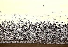 enorm flock snögäss över fältet foto