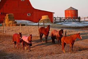 morgon lätta hästar och filt saskatchewan kanada foto