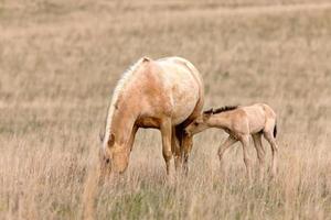 häst och hingstföl i betesmark Saskatchewan Kanada foto