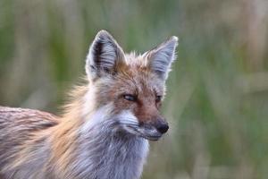 röd räv vuxen på heclaön i Manitoba foto