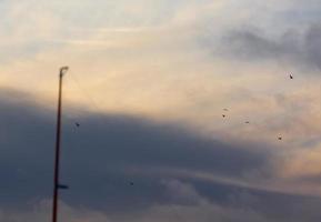 fåglar som flyger över solnedgången, bakom fishermans spö foto