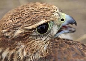 närbild av ung merlin i natursköna saskatchewan foto