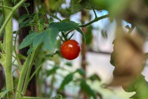 närbild röd tomat på vinstocken foto