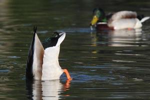 två gräsand drakes i damm foto