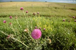 tjurtistel blommar på landsbygden i Saskatchewan foto