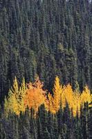 färgglad skog i British Columbia foto