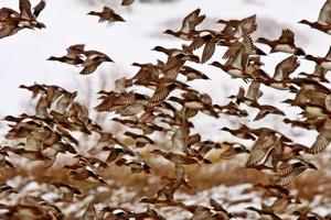 stor flock gräsand under höstvandringen foto