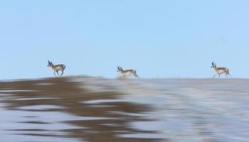 prairie pronhorn antilop i vinter saskatchewan foto